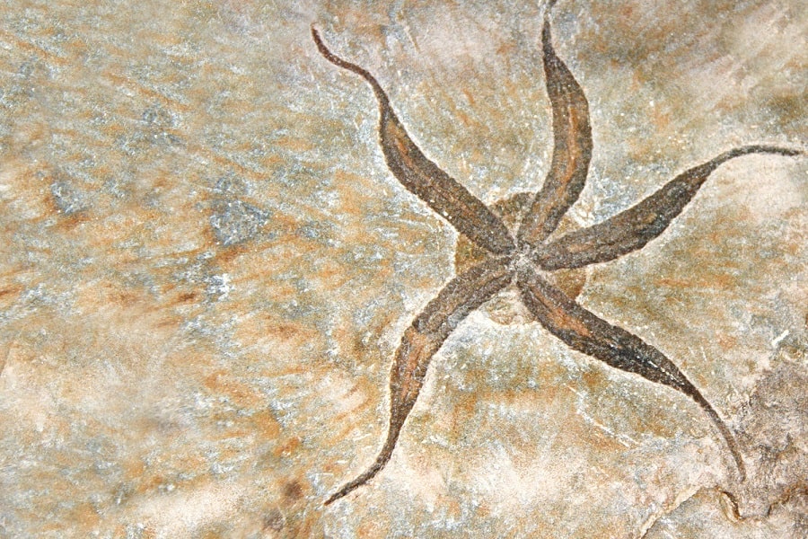 Fossilien kaufen