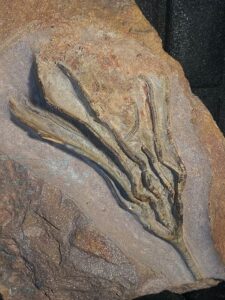 Crinoiden kaufen